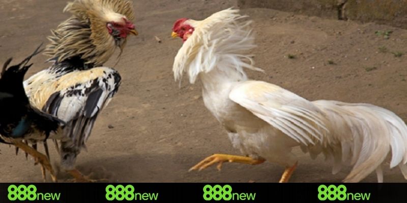 3 tỷ lệ kèo cược đá gà phổ biến tại 888NEW
