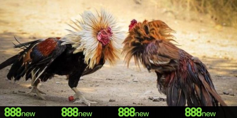 Áp dụng ngay 3 chiến thuật cược đấu gà bất bại
