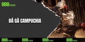 đá gà campuchia