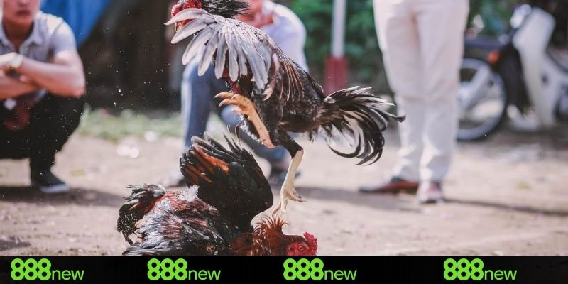 Bí quyết bắt kèo đá gà campuchia hôm nay chuẩn xác hơn