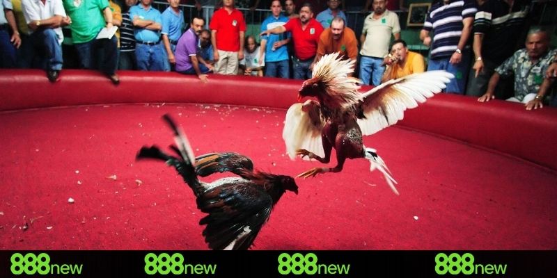 Cách theo dõi đá gà campuchia hôm nay ngay tại nhà