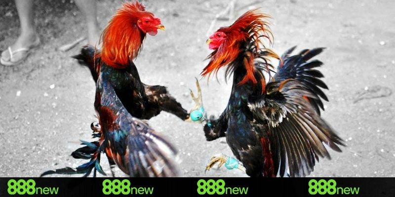 Vì sao đá gà campuchia hôm nay lại được anh em chú ý